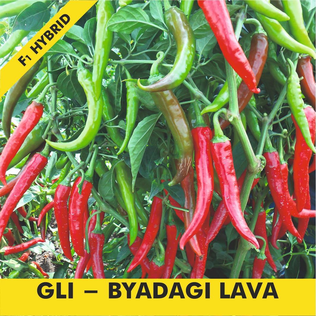 GLI-SUPER GREEN Chilli